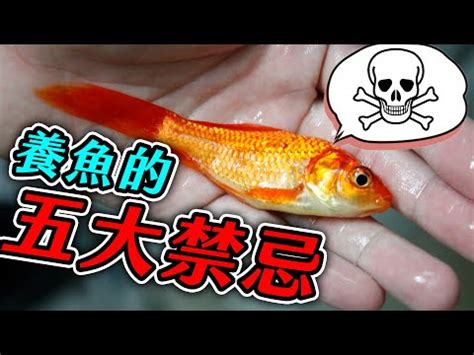 養魚要注意什麼|養魚新手入門：12個教學讓你養魚一次上手（新手必讀）